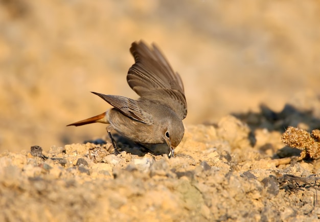 Femelle De Rougequeue Se Nourrissant Sur Le Terrain