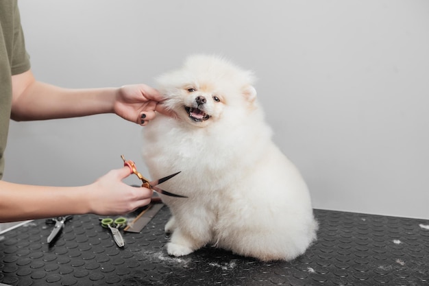 La femelle se toilette et coupe le spitz de Poméranie dans le salon.