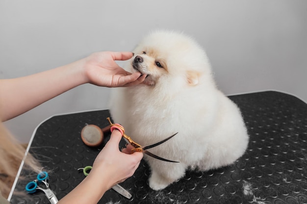 La femelle se toilette et coupe le spitz de Poméranie dans le salon.