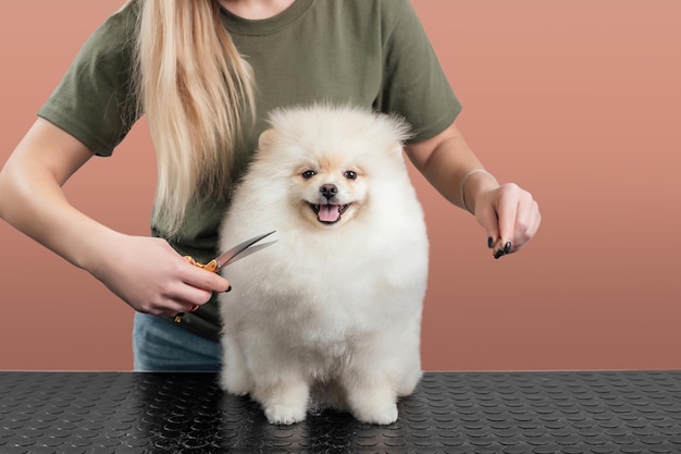 La femelle se toilette et coupe le spitz de Poméranie dans le salon.