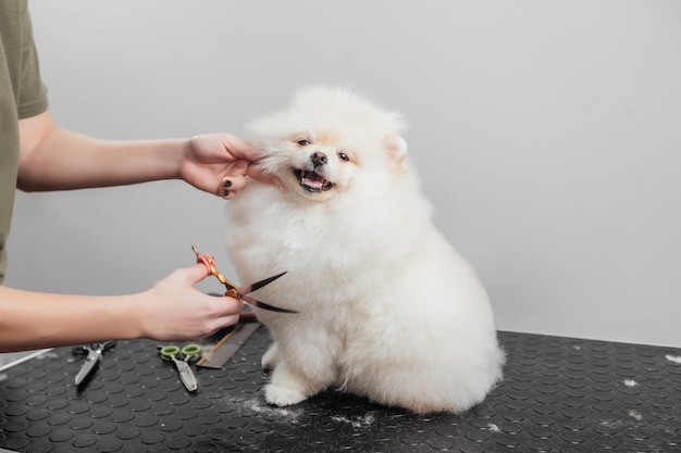 La femelle se toilette et taille le spitz poméranien dans le salon