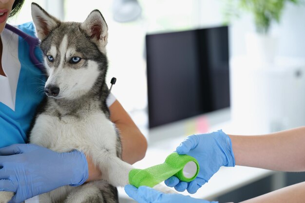 Une femelle vétérinaire professionnelle met un bandage sur la patte du chien pour une récupération plus rapide