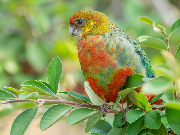 Photo femelle western rosella