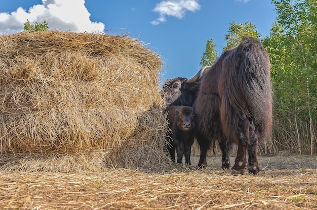 femelle Yak avec un petit veau broute près d'une botte de foin.