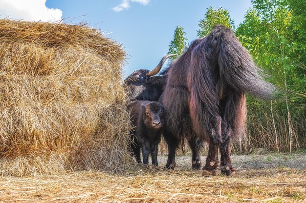 Une femelle Yak avec un petit veau broute près d'une botte de foin