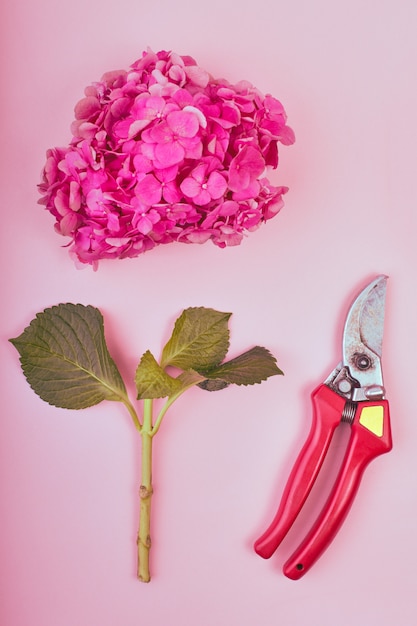 féminin de beau fond floral. Plat-lay d'hortensias roses avec des sécateurs sur fond rose,