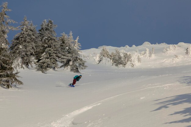 Une femme active faisant du freeride sur un snowboard dans un terrain alpin de l'arrière-pays parmi les sapins enneigés dans les montagnes blanches