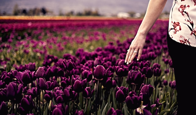 Photo femme adulte caucasienne sentant des fleurs de tulipes fraîches avec la main dans un champ