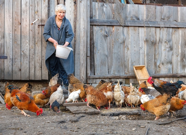 Photo femme adulte avec un seau d'aliments pour poulets