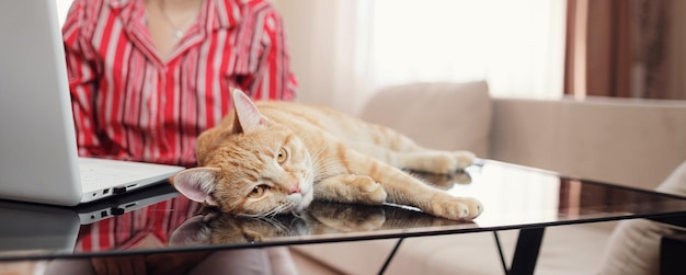 Femme d'affaires dans une chemise rouge avec un chat roux à la maison