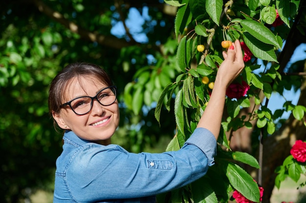 Une femme d'âge moyen cueille des cerises jaunes dans le jardin. Des vitamines saines délicieuses et mûres.