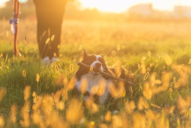 Femme d'âge moyen jouant avec son chien border collie