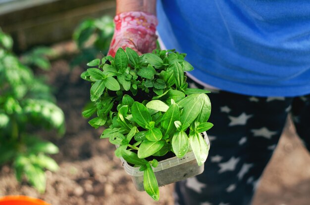 Femme d'âge moyen plantant des semis de fleurs dans une serre