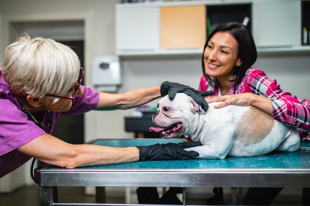 Photo femme d'âge moyen avec son bouledogue français chez le vétérinaire.