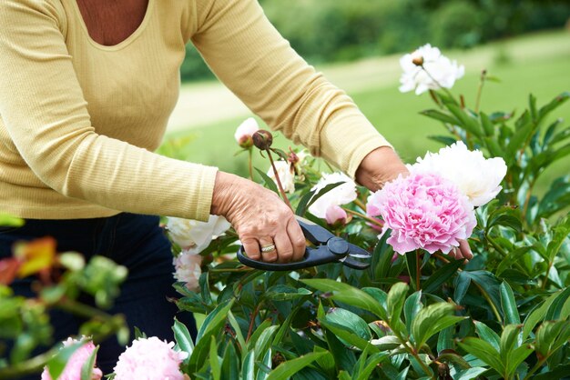 Photo femme âgée et ciseaux pour la taille des fleurs dans le jardin arrière ou à l'extérieur pour le bien-être ou la santé personne âgée grand-mère et retraitée avec outil dans la nature plantes ou pivoines pour la paix