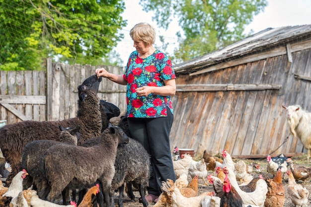 Une femme âgée dans une ferme domestique nourrit des moutons