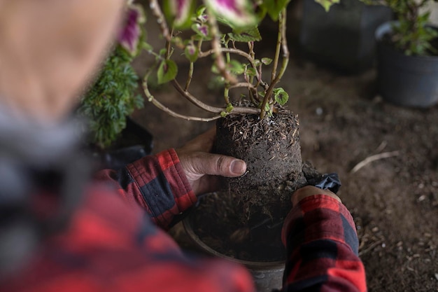 Femme âgée latino-américaine méconnaissable en chapeau de paille transplantant un buisson dans son jardin