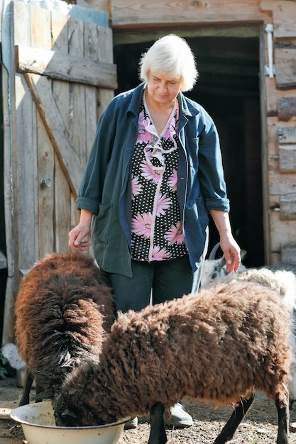 Femme âgée, nourrir les moutons