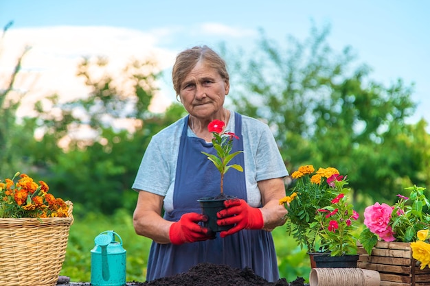 Une femme âgée plante des fleurs dans le jardin Mise au point sélective