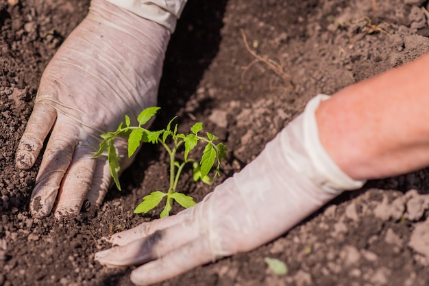 Femme âgée plante de jeunes plants de tomates sur un lit