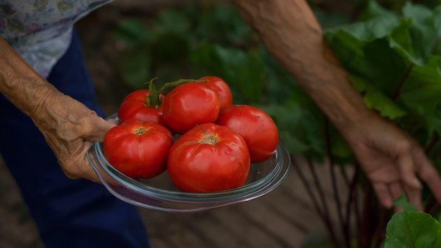 une femme âgée récolte des tomates dans l'arrière-cour du jardin de la maison. mains en gros plan, agriculture biologique