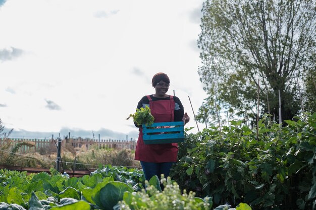 Une femme âgée s'amuse à planter et à cueillir des légumes dans son jardin biologique.