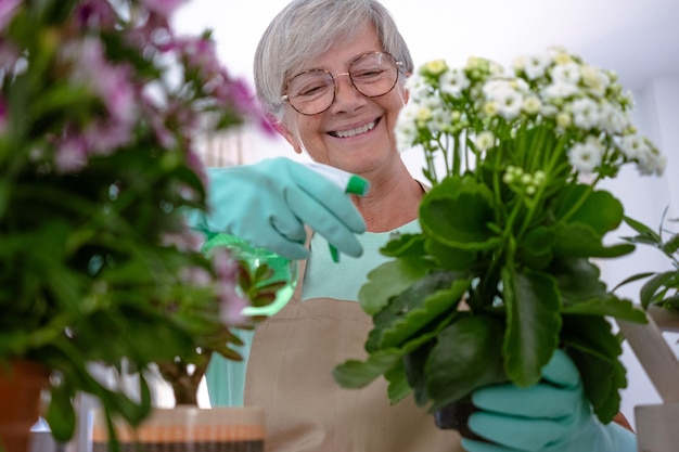 femme âgée souriante jardinière en vêtements décontractés et gants de protection prenant soin des plantes d'intérieur