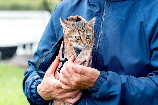 Femme agée tenant un petit chaton rayé, un chaton dans les bras d'une femme