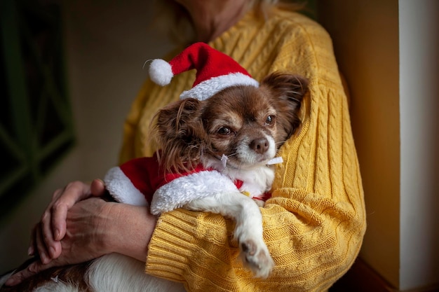 Une femme âgée tient un chien dans le chapeau rouge du Père Noël et regarde par la fenêtre en attendant les soins des retraités de vacances