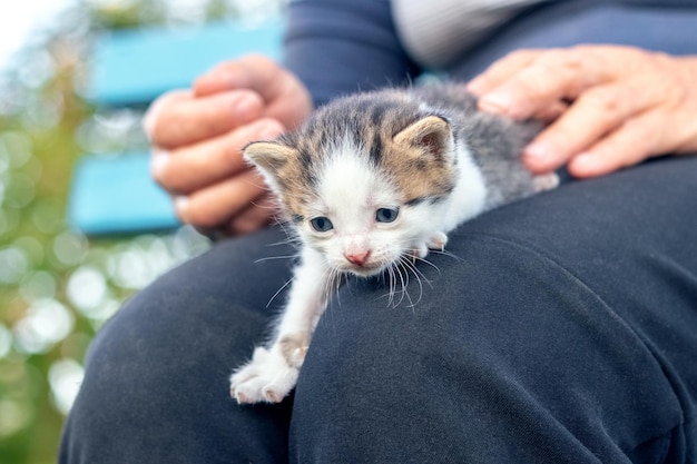 Une femme âgée tient un petit chaton mignon sur ses genoux