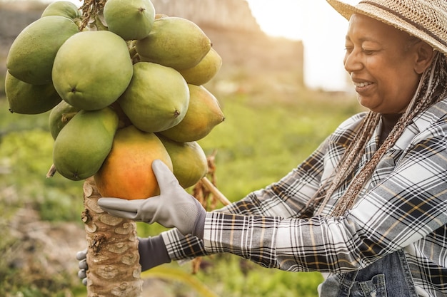 Femme d'agriculteur africain travaillant au jardin tout en ramassant des papayes