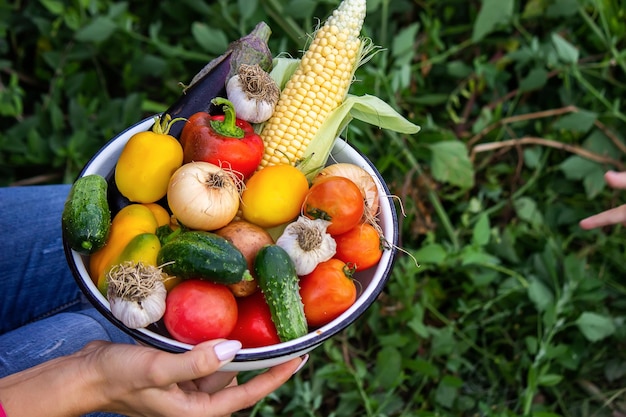 Femme agricultrice tenant des légumes frais de la ferme carottes concombres radis maïs ail et poivrons dans les mains