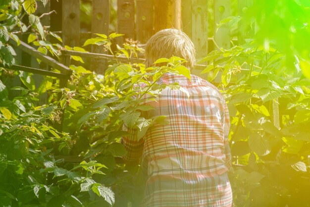 Femme aînée rassemblant les fruits et les baies dans le jardin