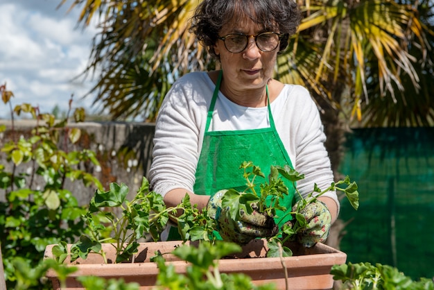 Femme aînée, rempotage, fleurs géraniums, dehors