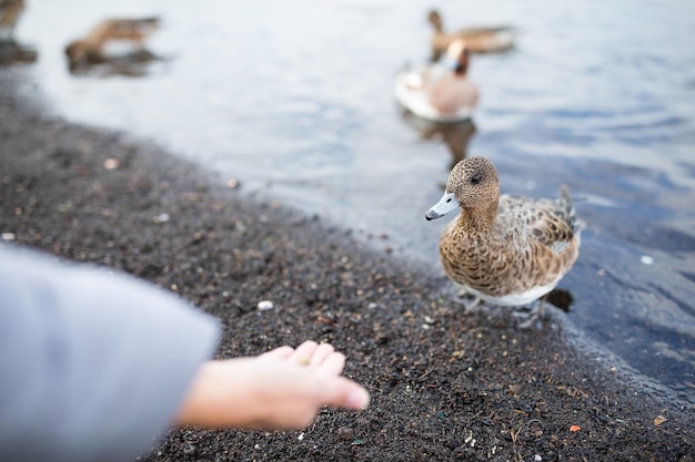 femme, alimentation, canard