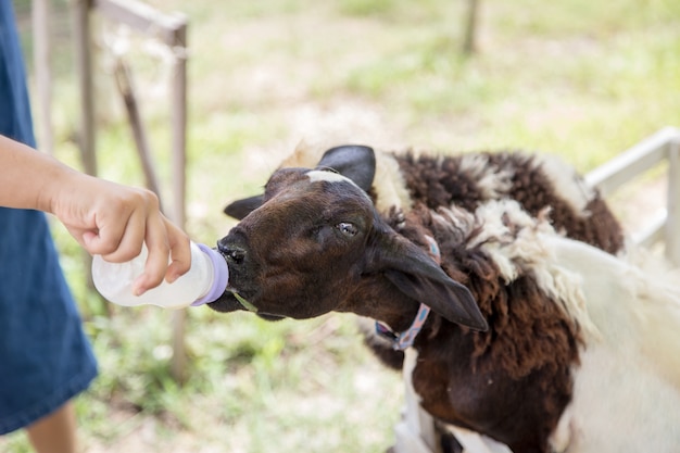 femme allaitant du lait aux moutons