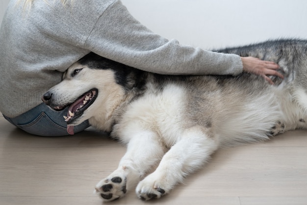 Femme animal chien malamute d'Alaska couché sur ses jambes. Intérieur.