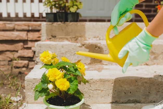 Femme arrosant des fleurs de bégonia dans un pot agrandi Plantes d'accueil mode de vie maison verte