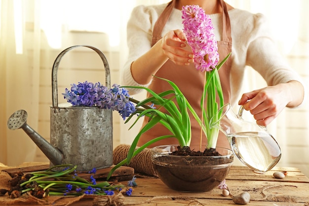 Femme arrosant la jacinthe sur la table