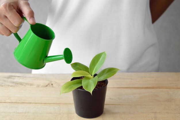 femme arrosant une plante avec arrosoir, verse sur semis