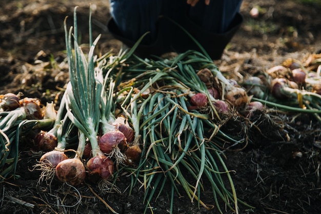 Une femme asiatique et un agriculteur travaillant ensemble dans une ferme de légumes à salade hydroponique biologique à l'aide d'une tablette inspectent la qualité de la laitue dans un jardin à effet de serre Agriculture intelligente