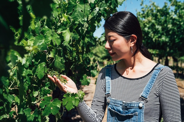 femme asiatique inspectant les raisins dans le vignoble. femme propriétaire dans sa vigne tenant soigneusement des fruits par une journée ensoleillée en été. jeune fille hôte vérifiant la situation de la qualité des produits dans le raisin.