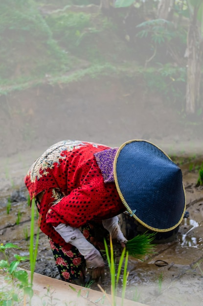 Une femme asiatique plante du riz dans la rizière