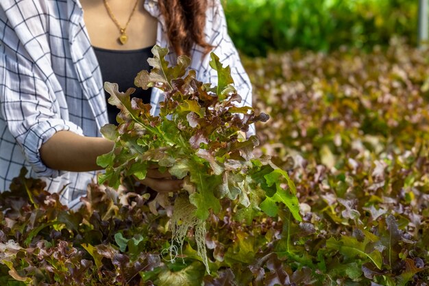 Femme asiatique récolte salade de légumes rouges frais dans le système de plantes hydroponiques ferme agricole en Thaïlande '