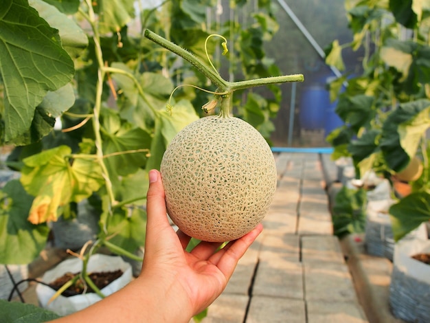 Femme asiatique tenant des fruits de melon vert à la main dans une ferme à effet de serre biologique