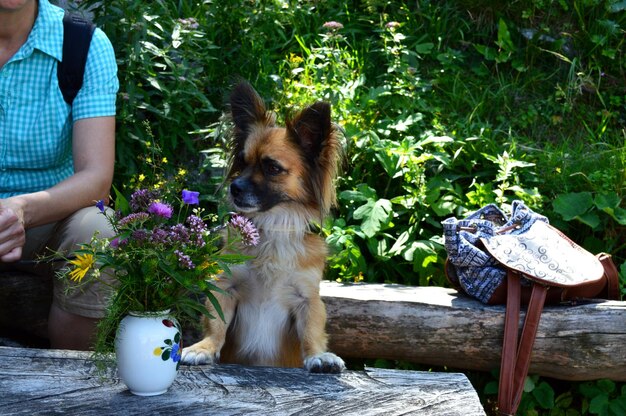 Une femme assise près du chien.