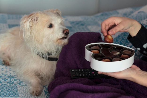 Photo femme au lit avec une couverture et un chien mangeant des chocolats en forme de cœur de la boîte cadeau de la saint-valentin