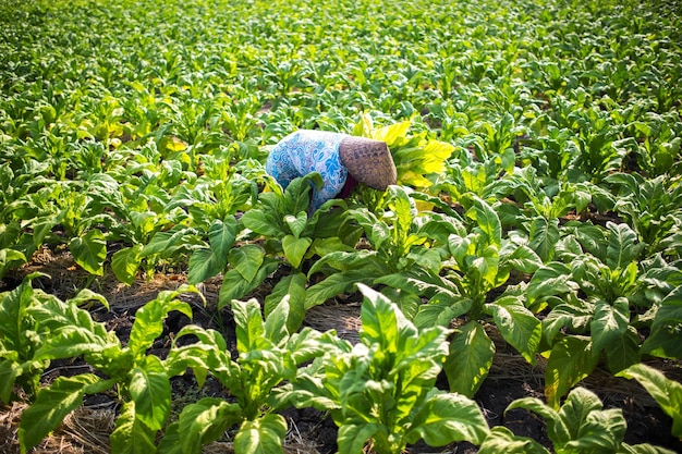 Femme au milieu des plantes dans la ferme