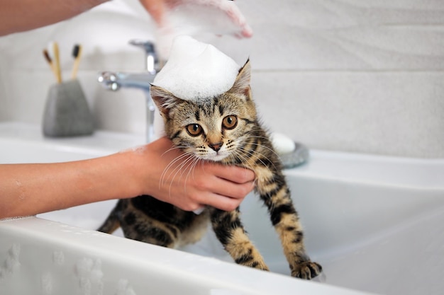 Une femme baigne un chat dans l'évier