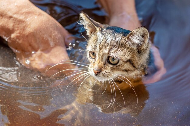 La femme baigne un petit chaton mignon prenant soin des animaux